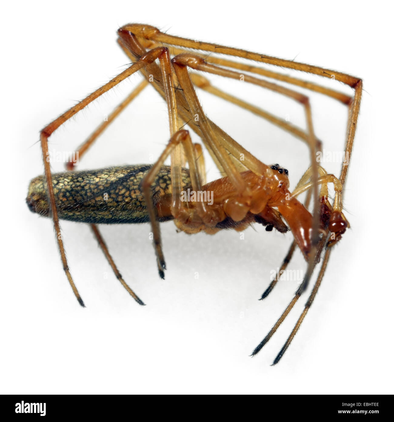 Un maschio tratto comune-spider (Tetragnatha extensa), su uno sfondo bianco, parte della famiglia Tetragnathidae - Long-Jawed Orb-tessitori o Stretch ragni. Foto Stock