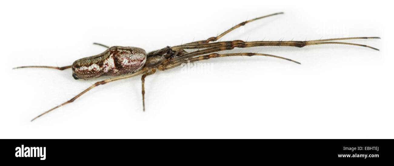 Un tratto femmina spider (Tetragnatha nigrita) su sfondo bianco. Parte della famiglia Tetragnathidae - Lunga con ganasce Orbweavers. Foto Stock
