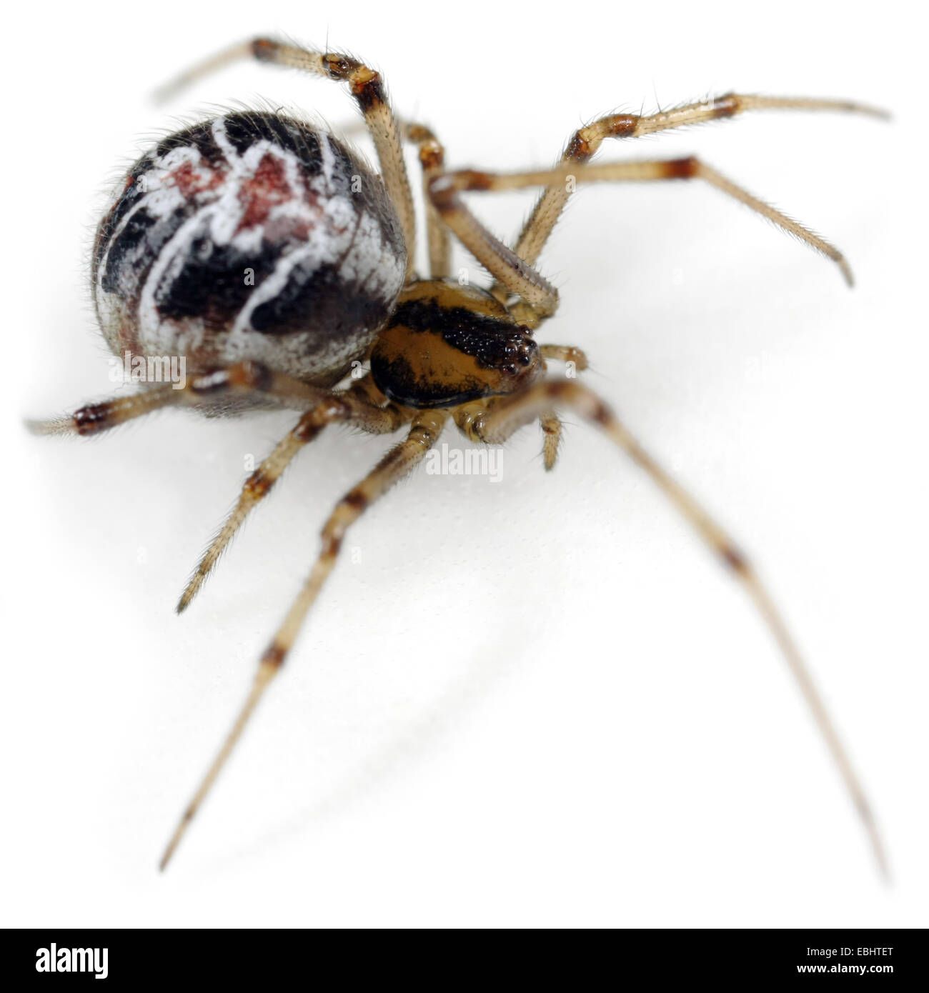 Una femmina I Mothercare spider (Theridion sisyphium), su uno sfondo bianco, parte della famiglia Theridiidae - Comb-Footed ragni. Foto Stock
