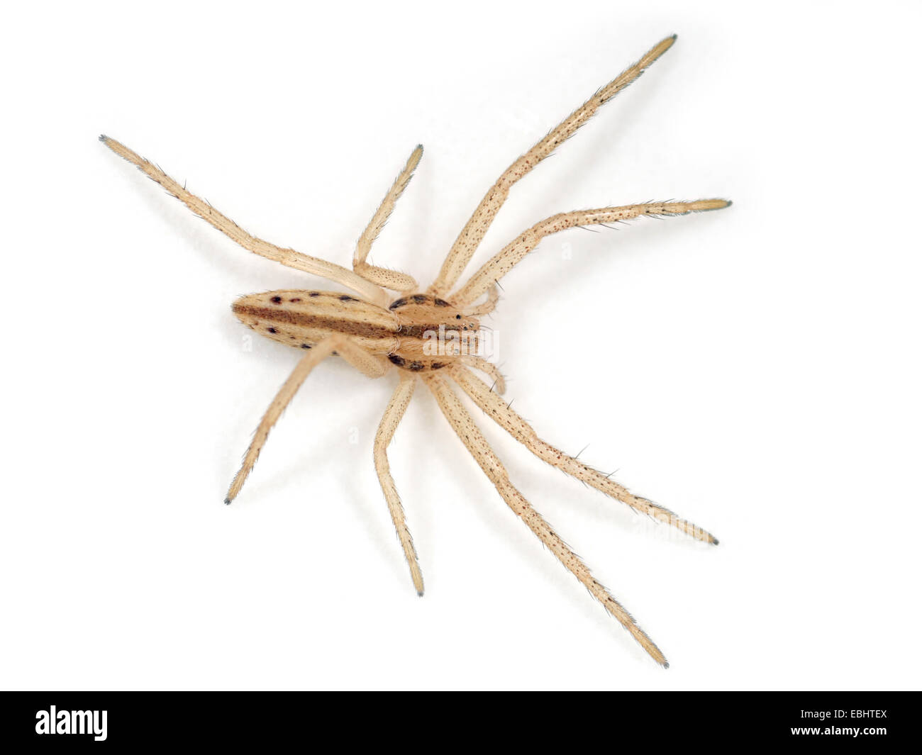 Un esile ragno granchio Tibellus (sp) su uno sfondo bianco. Parte della famiglia Philodromidae, esecuzione di ragni granchio. Subadult spider. Foto Stock