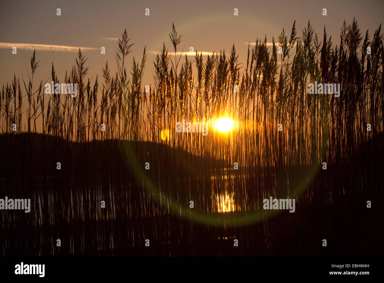 Suggestivo tramonto vista ravvicinata di canne, dal fiume Mawddach estuario. Foto Stock