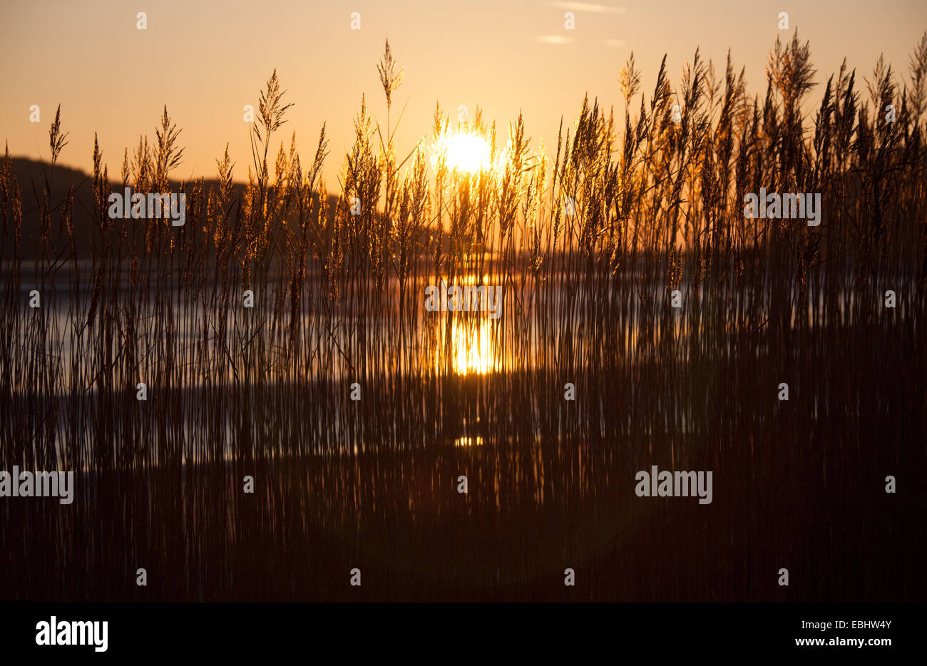 Suggestivo tramonto vista ravvicinata di canne, dal fiume Mawddach estuario. Foto Stock
