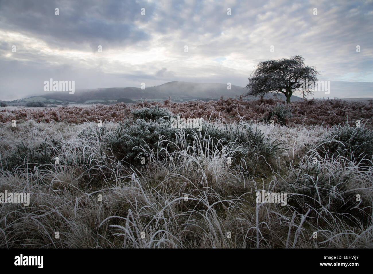 Scena invernale sul Daudraeth Illtud comune nel Parco Nazionale di Brecon Beacons, con nebbia e cielo nuvoloso e una pesante frost Foto Stock