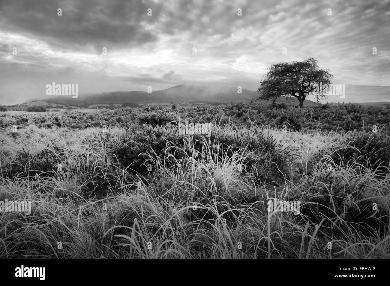 Scena invernale sul Daudraeth Illtud comune nel Parco Nazionale di Brecon Beacons, con nebbia e cielo nuvoloso e una pesante frost Foto Stock