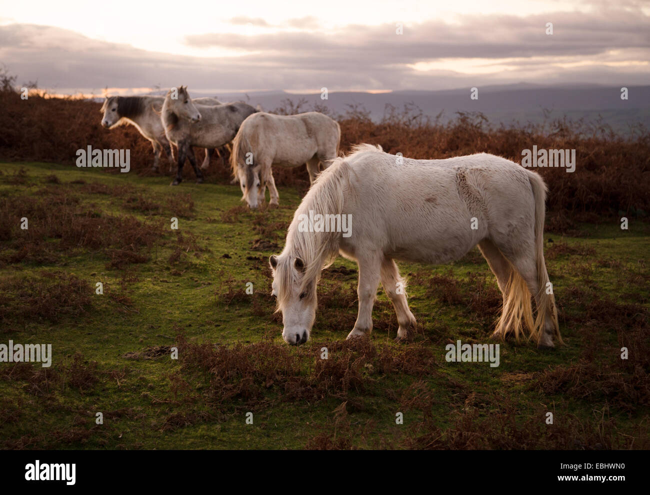 Welsh pony di pascolare su Garway Hill in Herefordshire Foto Stock