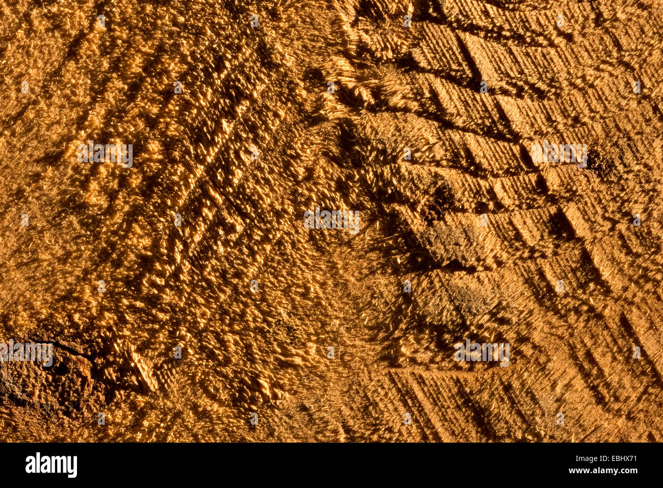 Grano di fine di Rough cut segati in legno di pino superficie mostra dettaglio medulla ray e segni di taglio anelli di età Foto Stock