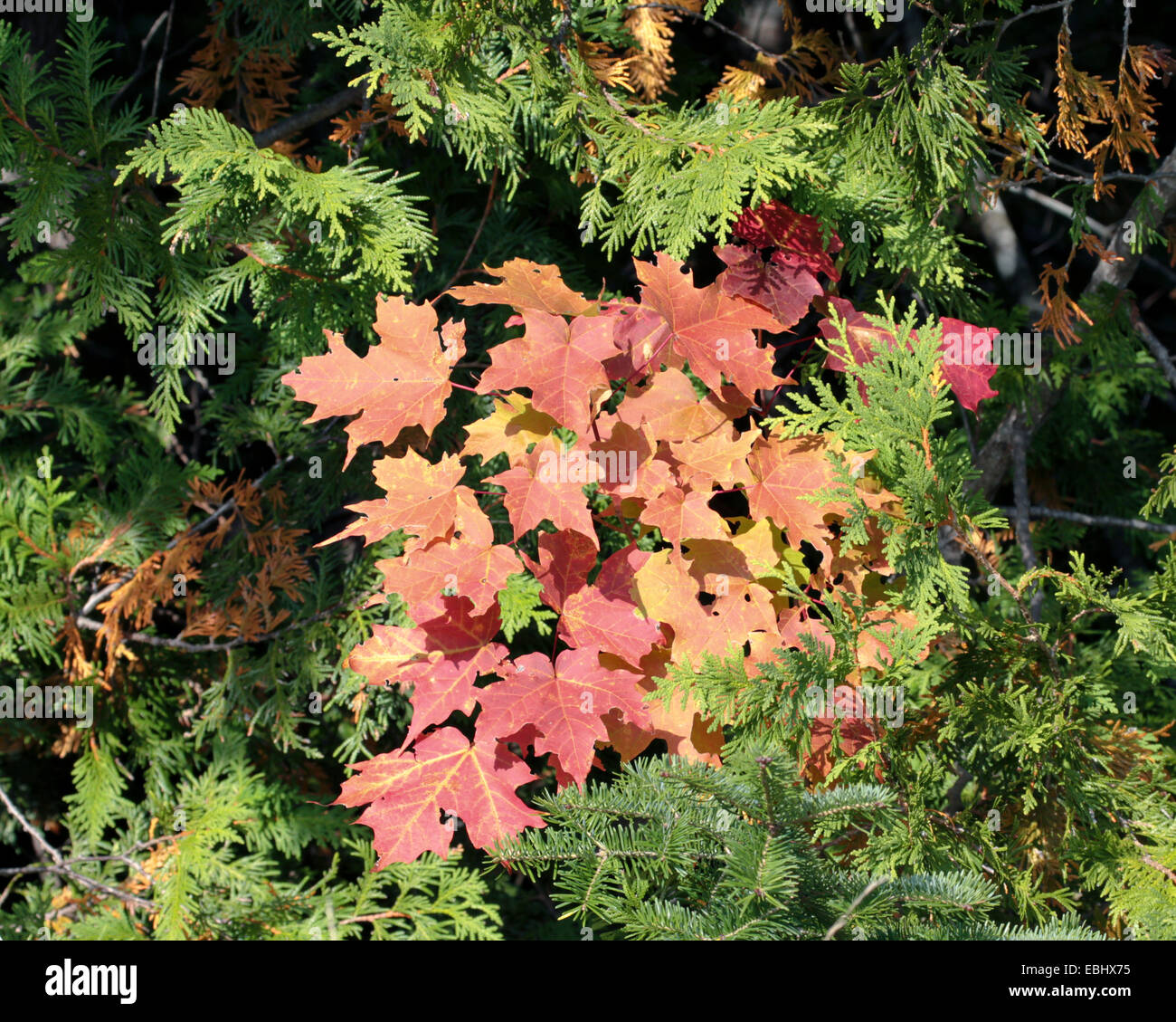 Rosso acero alberello con rosso autunno cadono le foglie fra alberi sempreverdi. Foto Stock