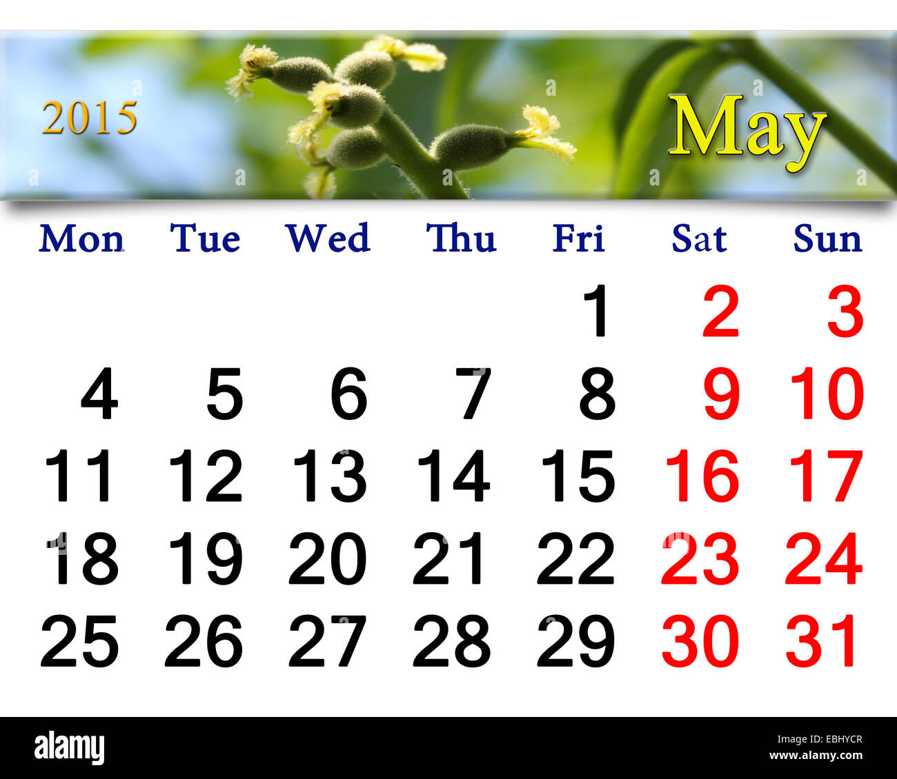 Calendario per il mese di maggio del 2015 anno con nastro di noce in fiore Foto Stock