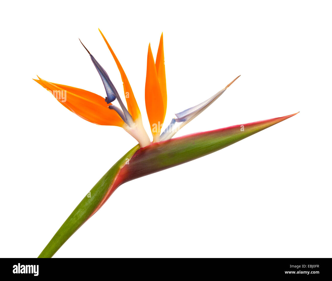 Strelitzia reginae, uccello del paradiso fiore isolato Foto Stock