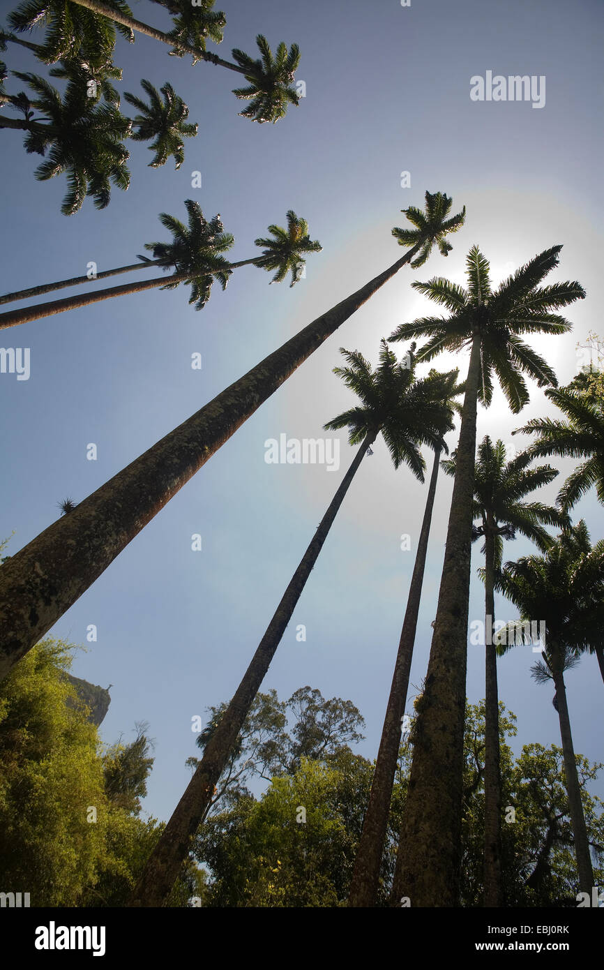 Le palme nel giardino botanico di Rio de Janeiro in Brasile. Foto Stock