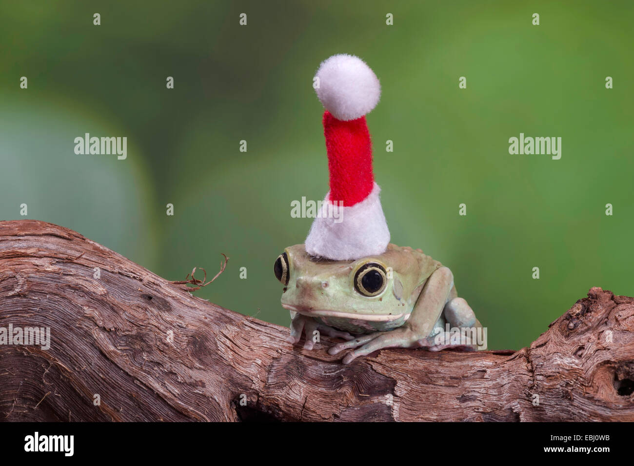 Piccola Decorazione Di Natale Dell'animale Farcito Della Renna Immagine