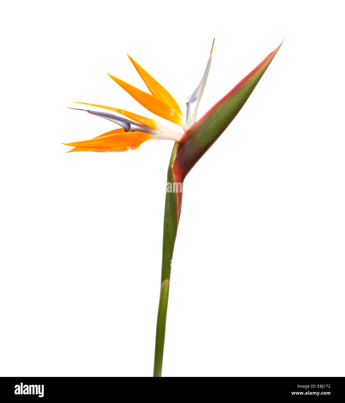 Strelitzia reginae, uccello del paradiso fiore isolato Foto Stock