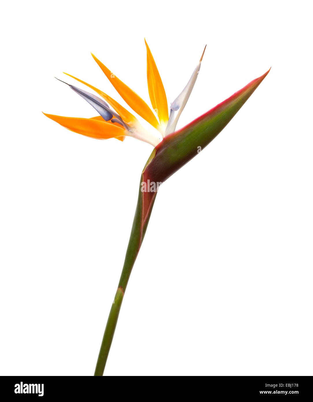 Strelitzia reginae, uccello del paradiso fiore isolato Foto Stock