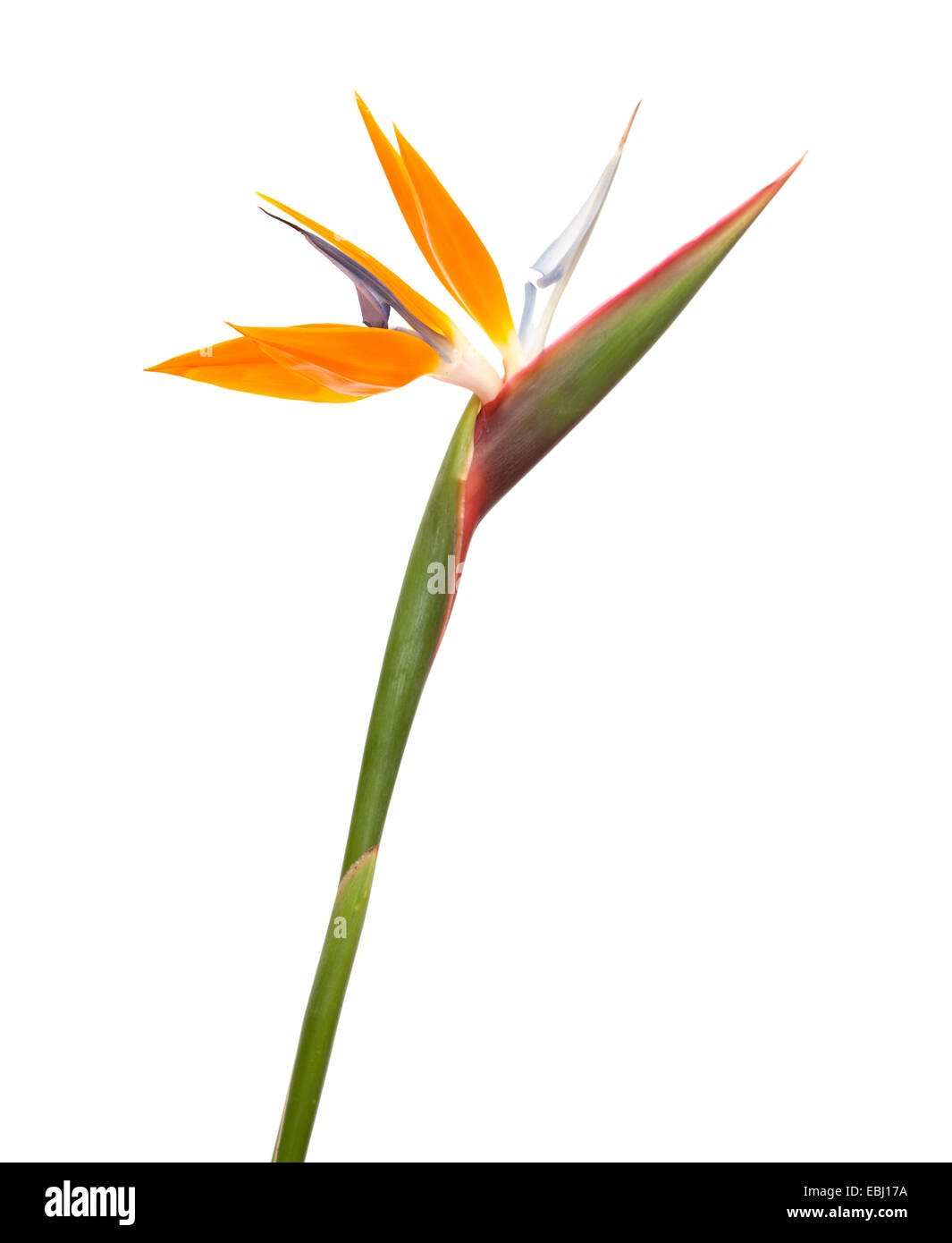 Strelitzia reginae, uccello del paradiso fiore isolato Foto Stock