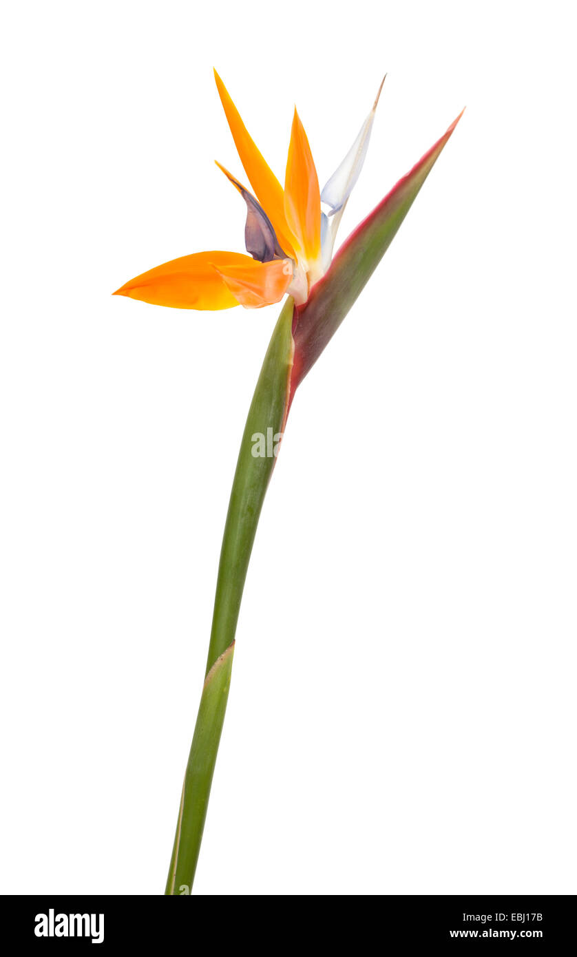 Strelitzia reginae, uccello del paradiso fiore isolato Foto Stock
