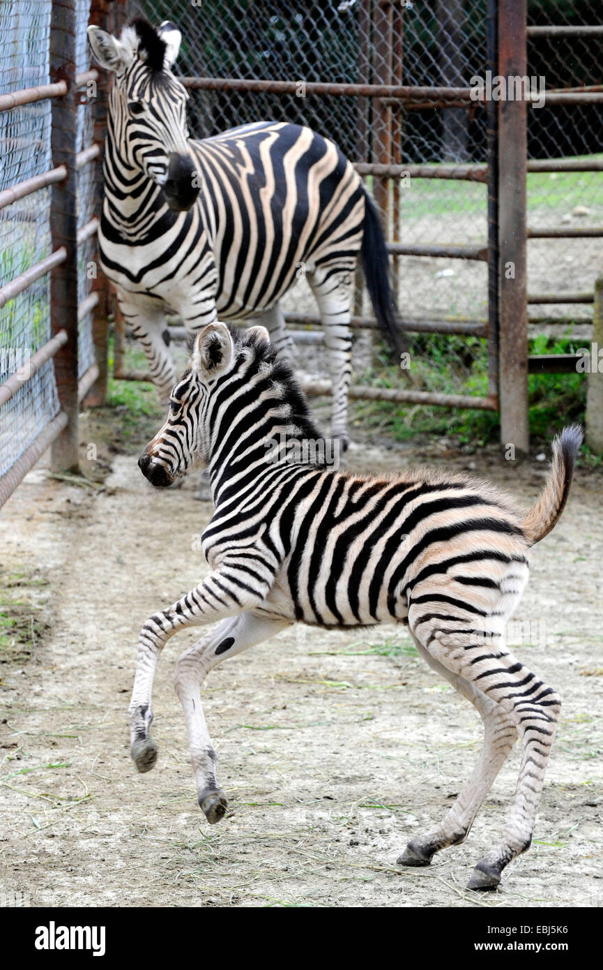 Chapman's zebra (Equus quagga chapmani) Foto Stock