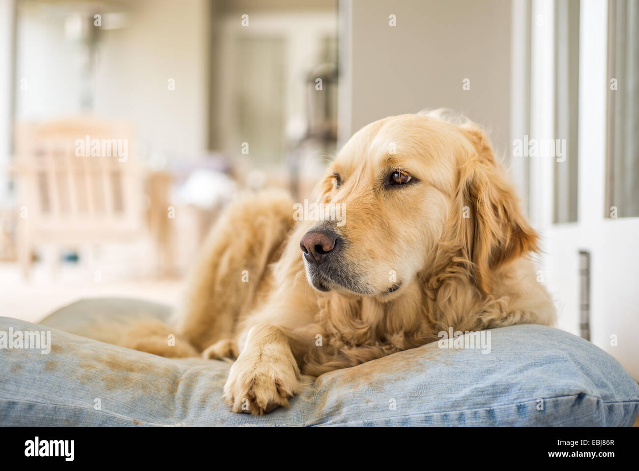 Il Golden Retriever in appoggio sul suo cuscino dopo un sacco di riproduzione. Foto Stock