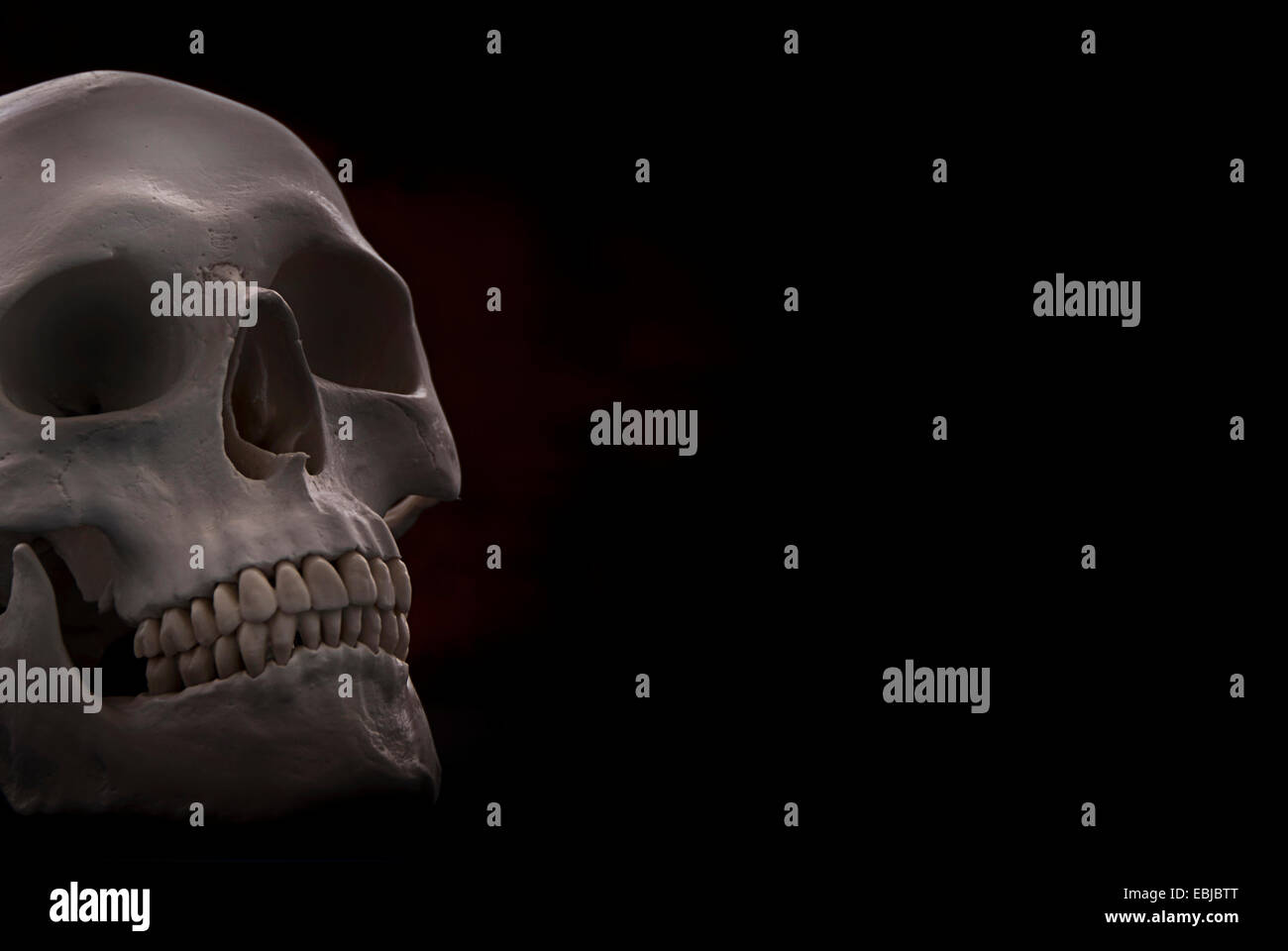 cranio umano Foto Stock