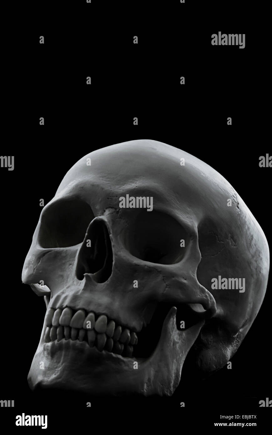 cranio umano Foto Stock