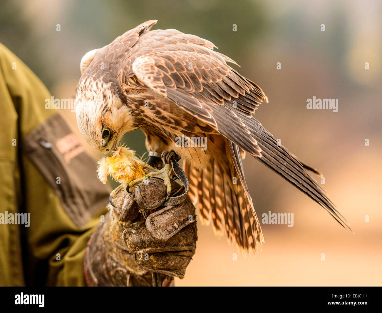 Saker Falcon [ Falco Cherrug ] In posa sul guanto di falconeria, mangiare un pezzo di carne. Foto Stock