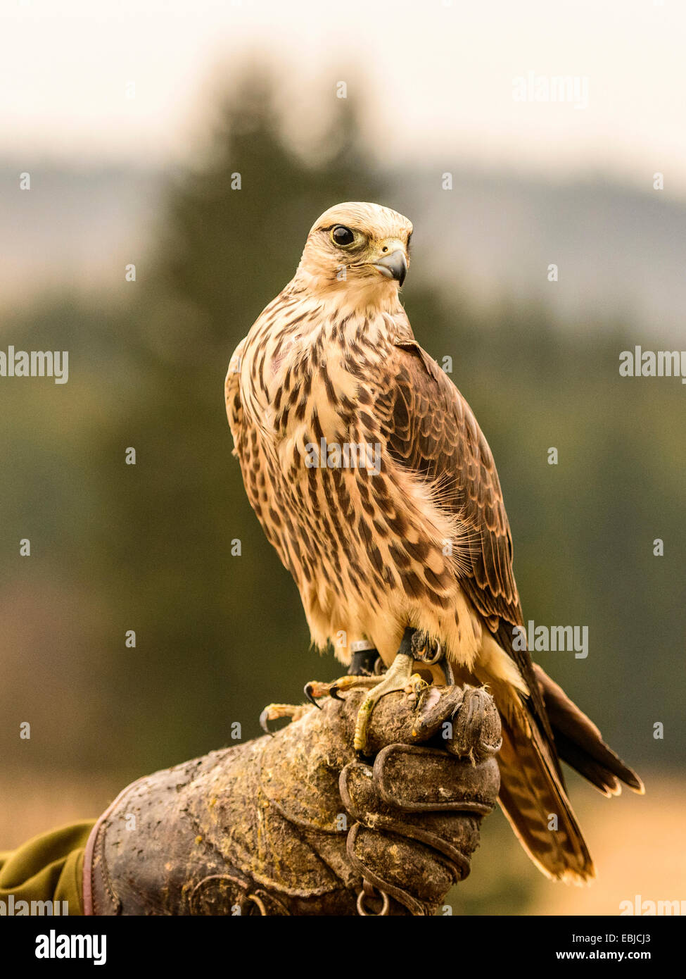 Saker Falcon [ Falco Cherrug ] cercando magnifico in posa sul guanto di falconeria. Foto Stock