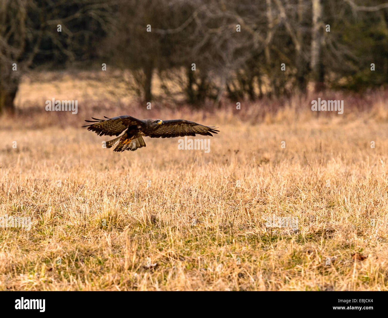 Comune Poiana [Buteo buteo] in bilico bassa in prossimità del suolo, ali esteso in una zona paludosa impostazione con sfondo di foresta. Foto Stock