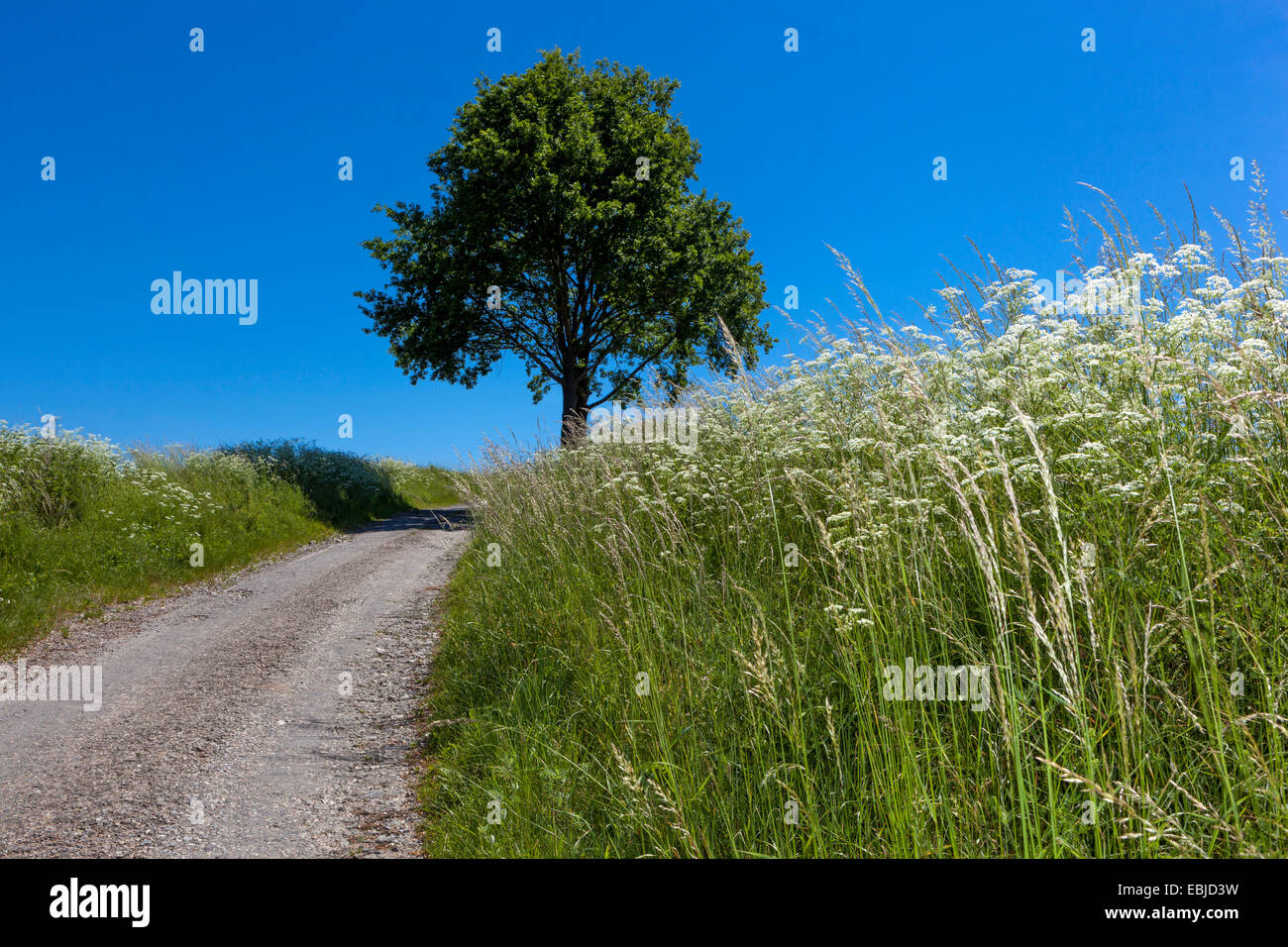 Albero nel paesaggio estivo, strada di campagna Repubblica Ceca Foto Stock