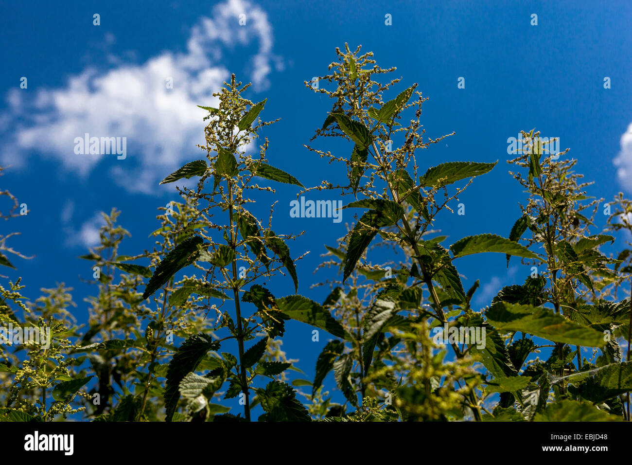 Ortica su uno sfondo di cielo blu Foto Stock