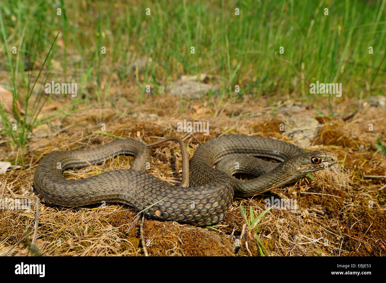 Montpellier Est Snake (insignitus Malpolon, Malpolon monspessulanus insignitus ), capretti strisciante sul terreno con mossy erba secca, Grecia CALCIDICA Foto Stock