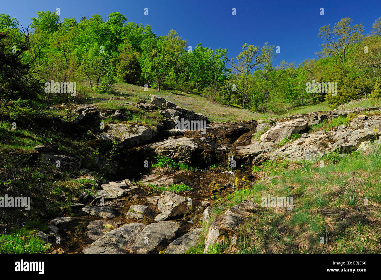 Rovere (Quercus spec.), Brook in esecuzione su roccia in un prato di montagna circondato da una foresta di lecci, Grecia, Thrakien Foto Stock