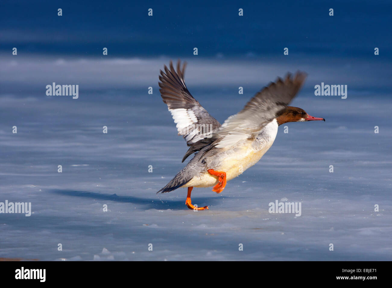 Smergo maggiore (Mergus merganser), a partire da una lastra di ghiaccio, Svizzera, Sankt Gallen Foto Stock