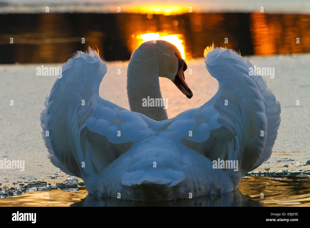 Cigno (Cygnus olor), al tramonto su un lago ghiacciato, Austria, Rheindelta NSG Foto Stock