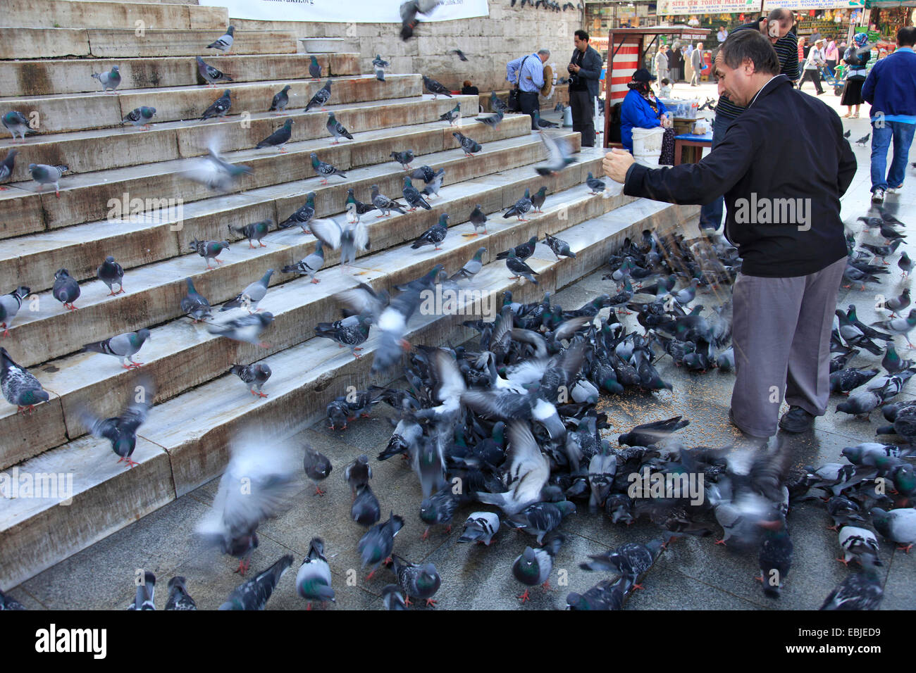 Il piccione domestico (Columba livia f. domestica), uomo di piccione di alimentazione nella città, Turchia, Istanbul Foto Stock