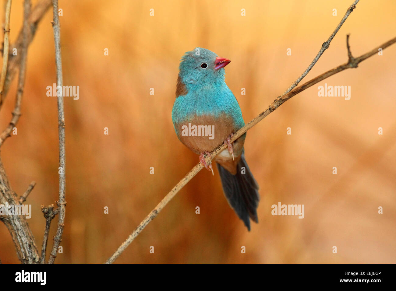 Blaukopf-Schmetterlingsfink (Uraeginthus cyanocephalus), un salotto un germoglio Foto Stock