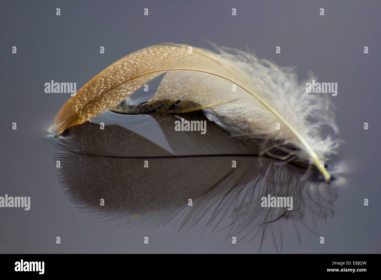 Feather nuotare sulla superficie dell'acqua, Germania Foto Stock