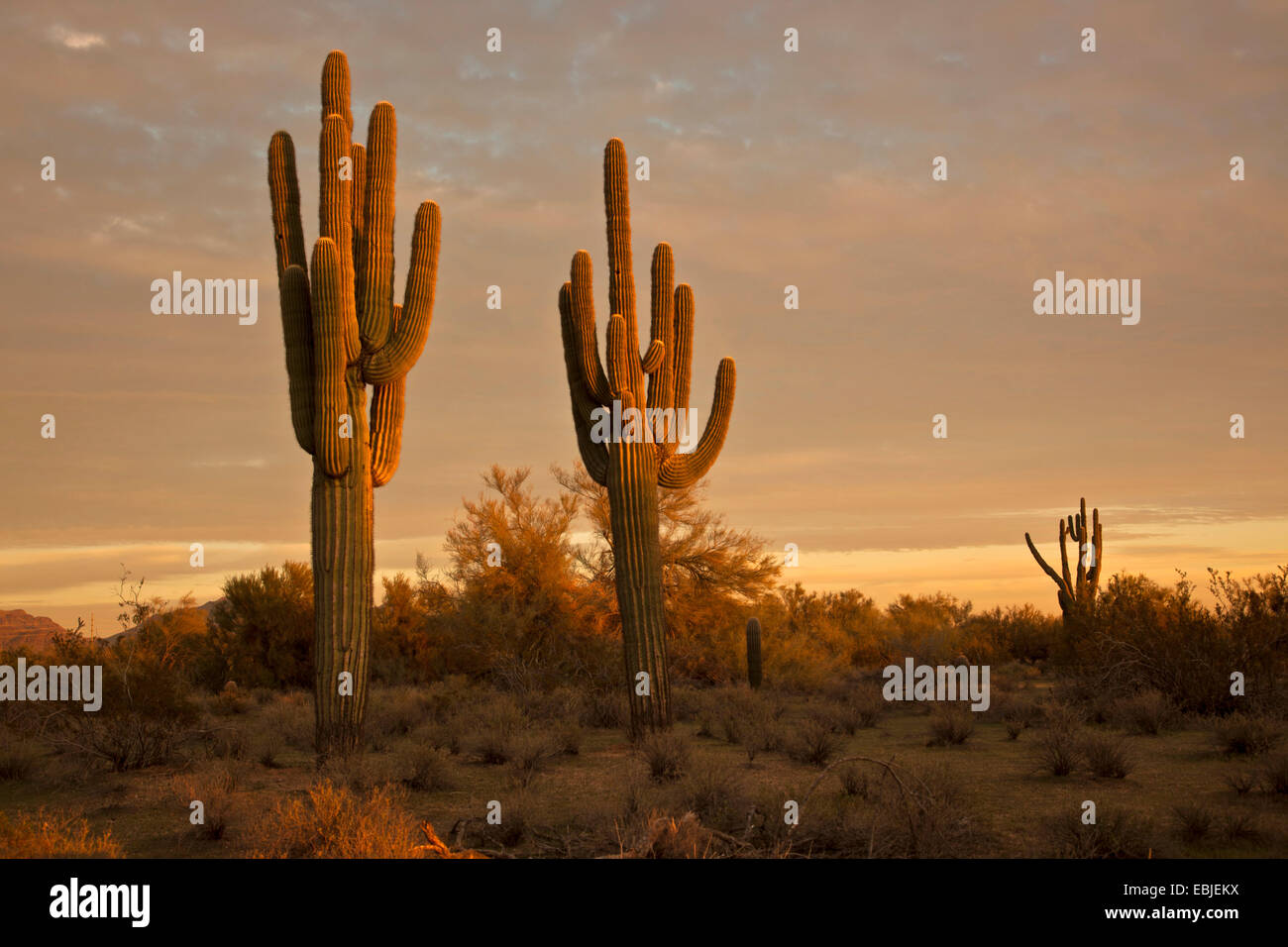 Cactus saguaro (Carnegiea gigantea, Cereus giganteus), Grandi individui nella luce della sera, USA, Arizona, Phoenix Foto Stock