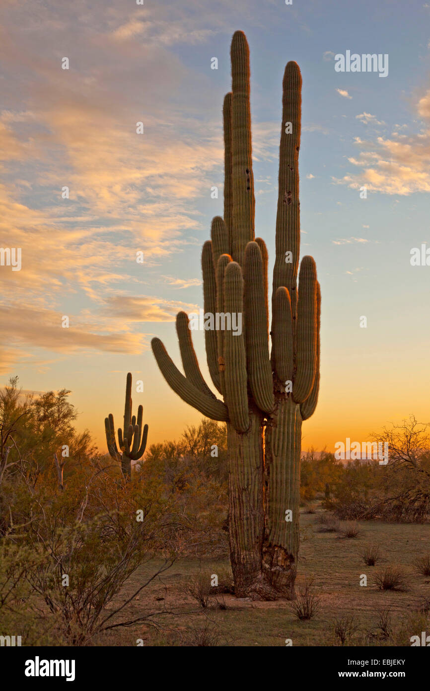 Cactus saguaro (Carnegiea gigantea, Cereus giganteus), singoli grandi nella luce della sera, USA, Arizona, Phoenix Foto Stock