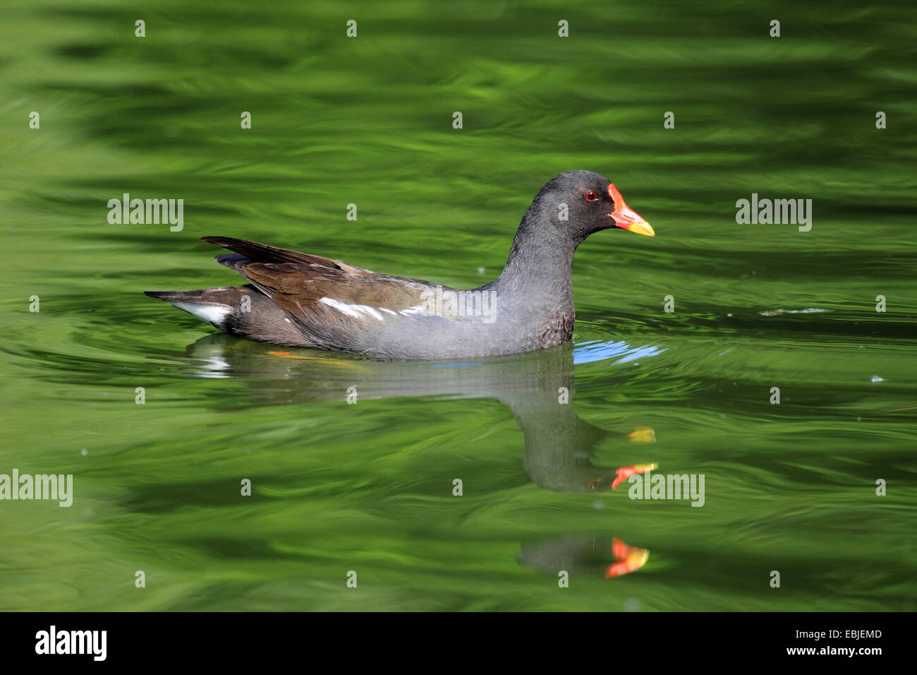 (Moorhen Gallinula chloropus), nuoto in uno stagno, Germania Foto Stock