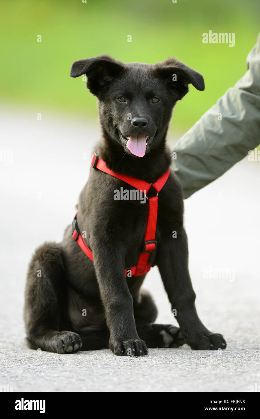 Razza cane (Canis lupus f. familiaris), nero cucciolo seduto sul sentiero di ghiaia con cane sul cablaggio, Germania Foto Stock