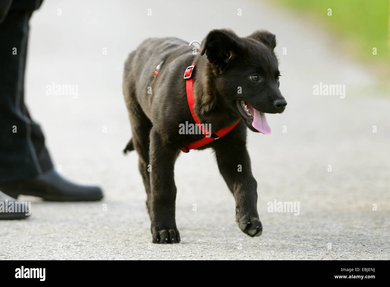 Razza cane (Canis lupus f. familiaris), nero cucciolo a piedi su un sentiero di ghiaia con cane sul cablaggio, Germania Foto Stock
