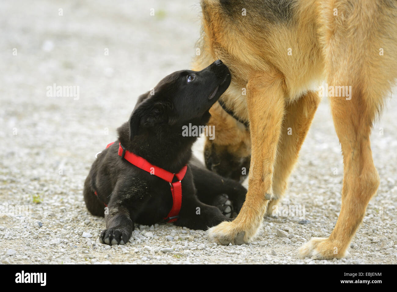 Pastore Tedesco cane (Canis lupus f. familiaris), nero di razza cucciolo giacente su un sentiero di ghiaia con il cane elettrico sulla ricerca di un adulto pastore tedesco cane, Germania Foto Stock