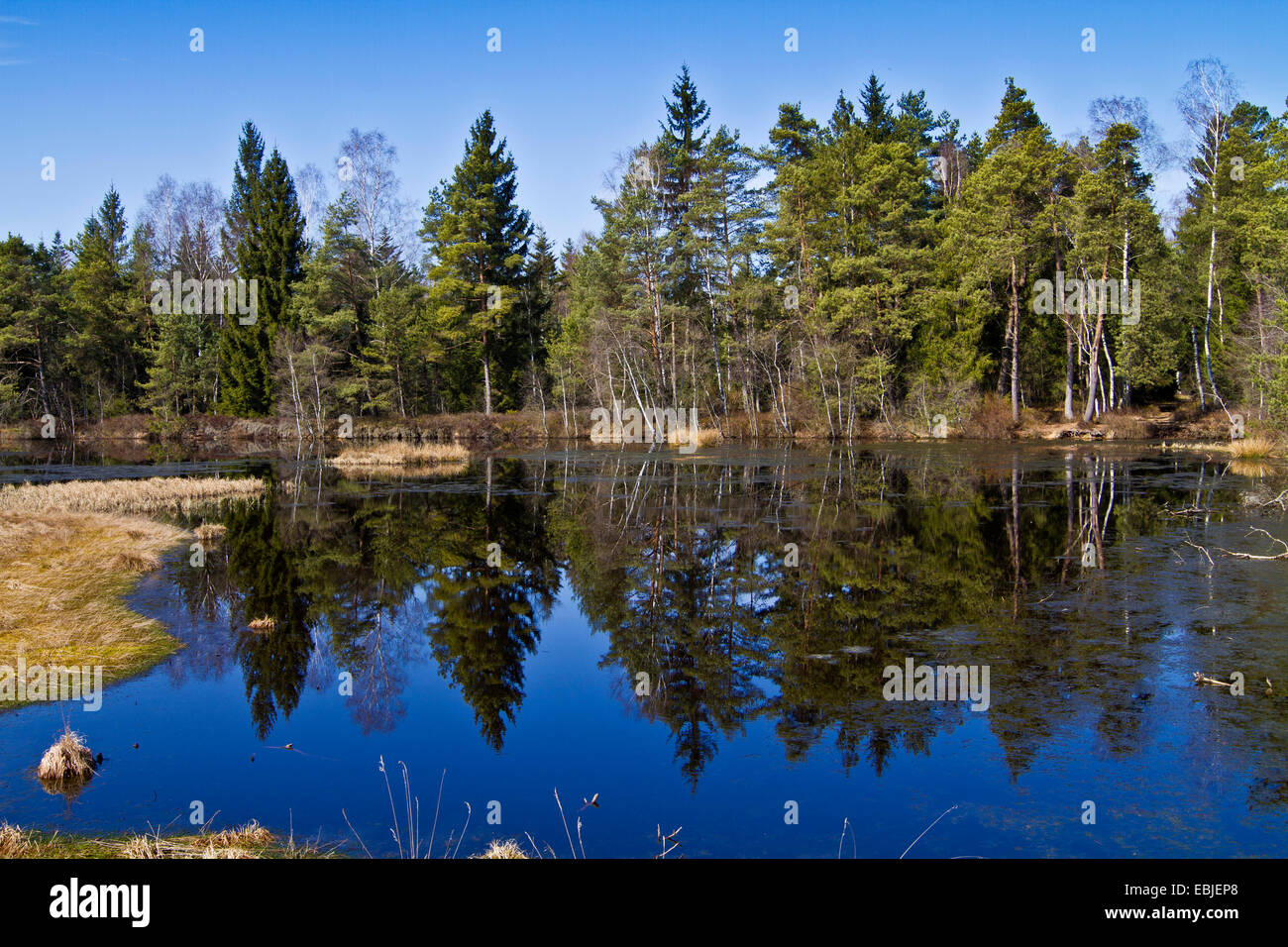 Moor pond, in Germania, in Baviera Foto Stock