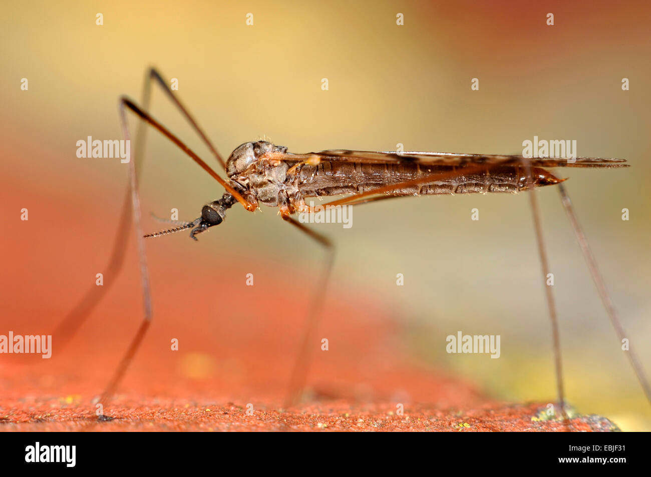 Nonbiting moscerini e zanzare (Chironomidae), Limoniid mosquito seduto su una parete, Germania Foto Stock