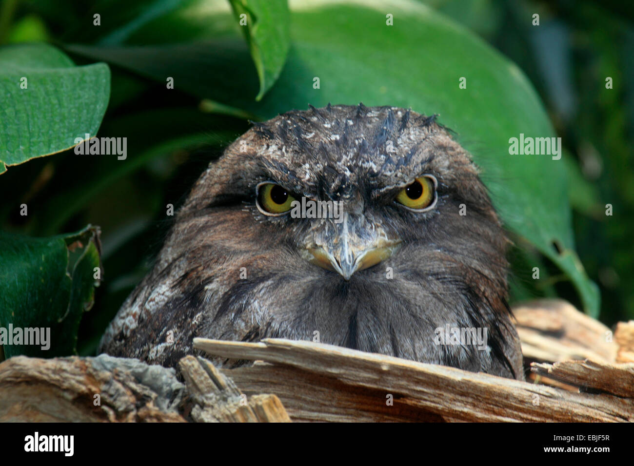 Bruno frogmouth (Podargus strigoides), ritratto Foto Stock