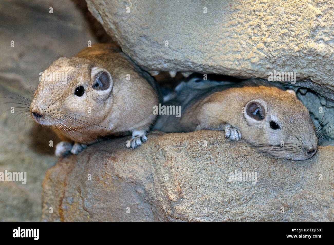 Gundi (Ctenodactylus gundi), due gundis tra rocce Foto Stock