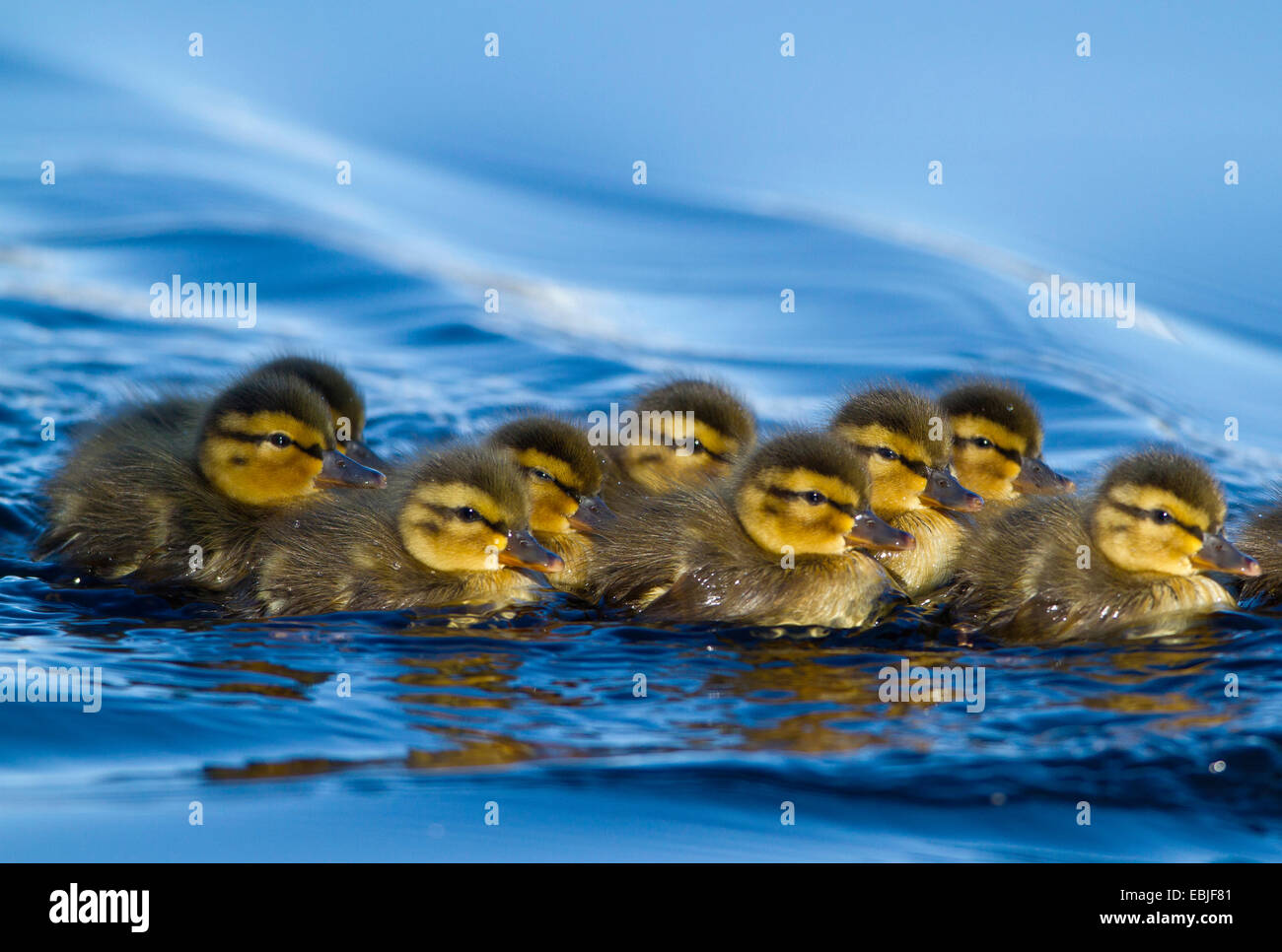 Il germano reale (Anas platyrhynchos), anatra pulcini nuoto insieme in acqua, Norvegia, Tromsoe Foto Stock