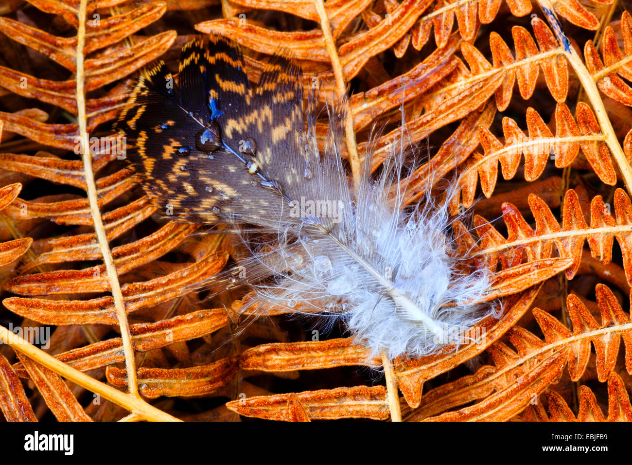 Red Grouse (Lagopus lagopus scoticus), feather giacente su un frond asciutto, Regno Unito, Scozia, Cairngorms National Park Foto Stock