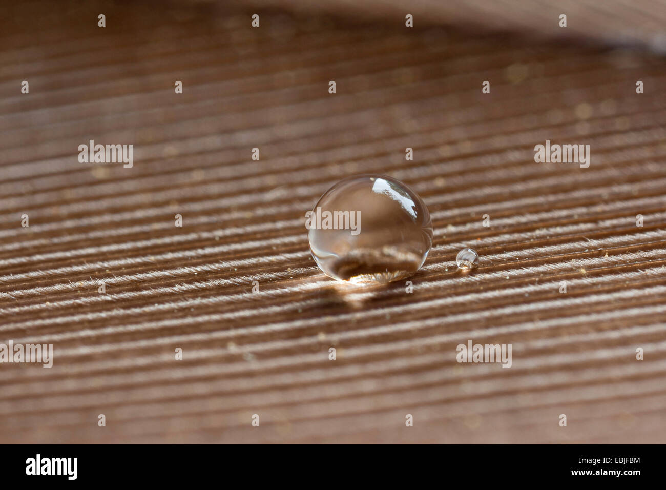 Goccia di acqua su una piuma, idrorepellente Foto Stock