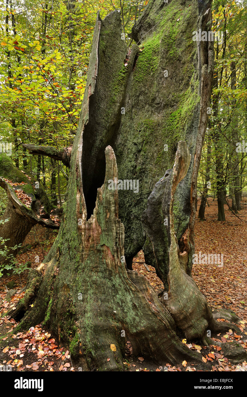 Nodose albero morto nella foresta Sababurg in Reinhardswald, Germania, Hesse Foto Stock