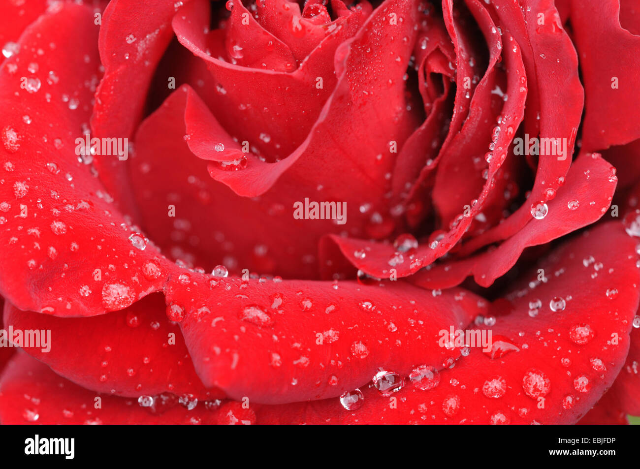 Rosa (Rosa spec.), fiore rosso con gocce di pioggia Foto Stock